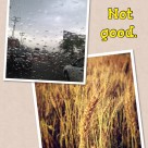 Untimely Rain